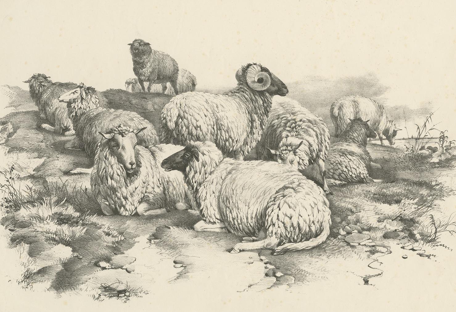 Antique print of various sheep. This print originates from 'Cattle Subjects' by Thomas Sidney Cooper. He was an English landscape painter noted for his images of cattle and farm animals.