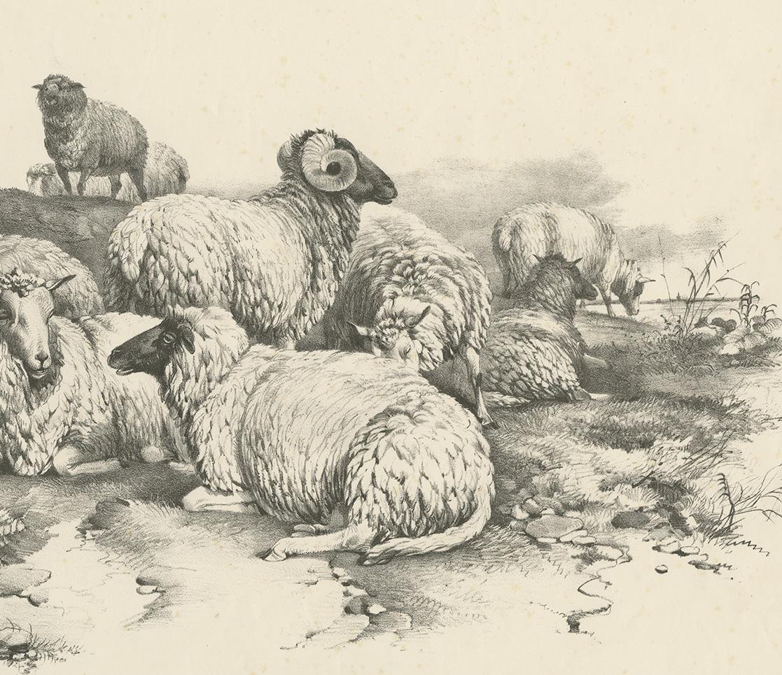 No. 14 Antique Print of Sheep by Cooper, 1839 In Good Condition In Langweer, NL