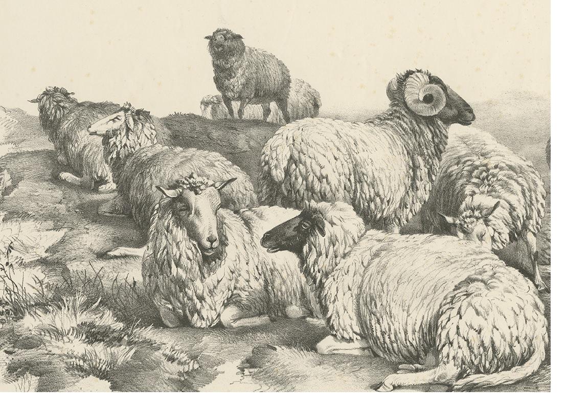 19th Century No. 14 Antique Print of Sheep by Cooper, 1839