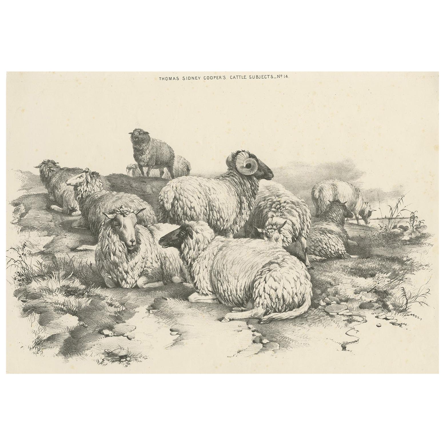 No. 14 Antique Print of Sheep by Cooper, 1839