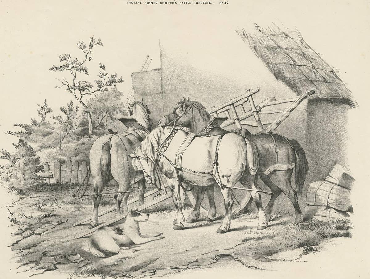 No. 20 Antique Print of Horses by Cooper