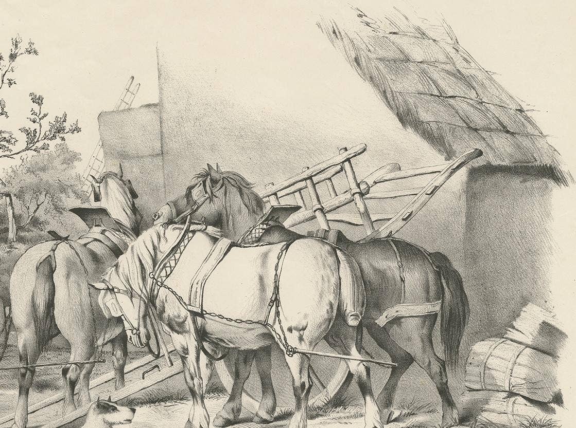 No. 20 Antique Print of Horses by Cooper