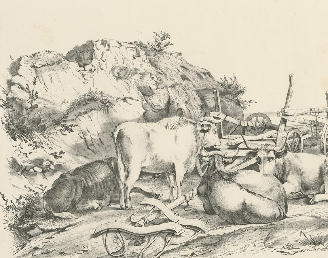 No. 21 Antique Print of Oxen by Cooper, '1839' In Good Condition For Sale In Langweer, NL