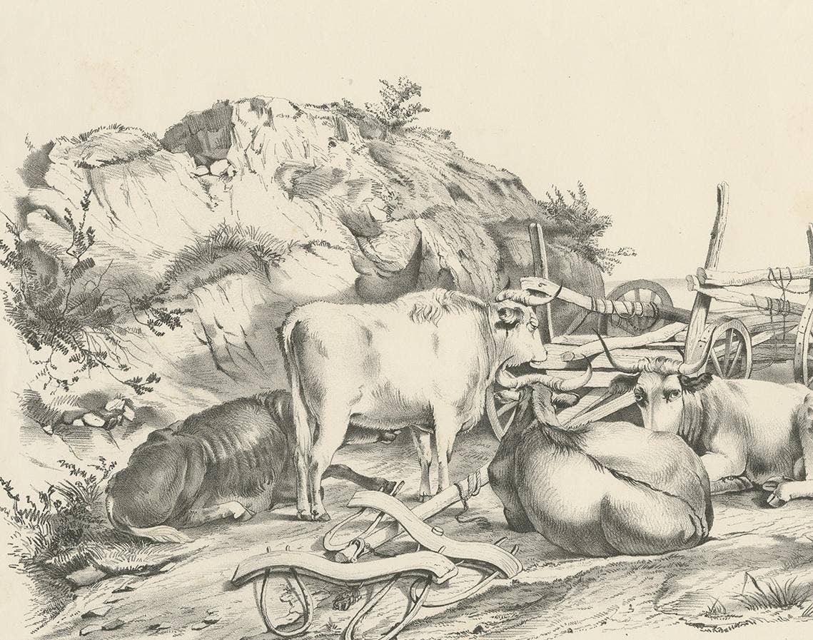 No. 21 Antique Print of Oxen by Cooper, '1839'