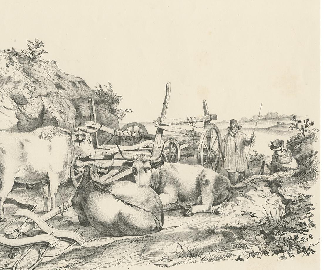 19th Century No. 21 Antique Print of Oxen by Cooper, '1839' For Sale