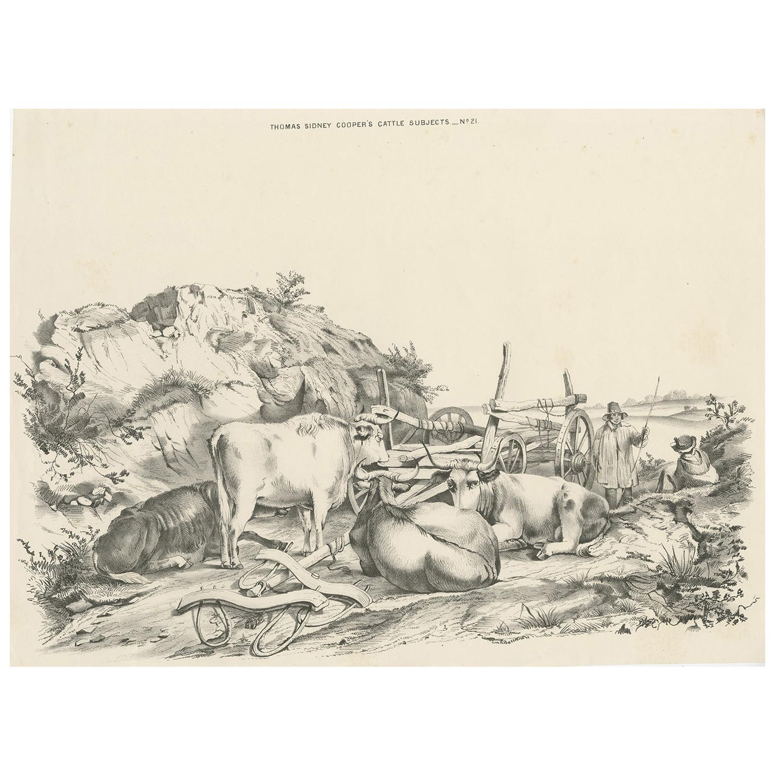 No. 21 Antique Print of Oxen by Cooper, '1839'