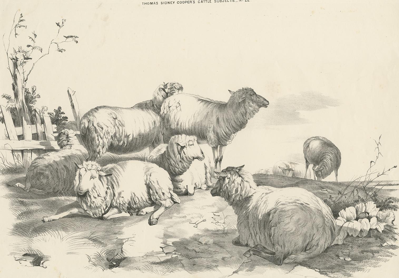 Antique print of various sheep. This print originates from 'Cattle Subjects' by Thomas Sidney Cooper. He was an English landscape painter noted for his images of cattle and farm animals.