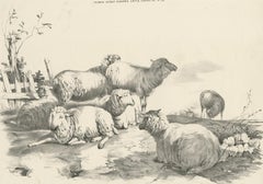 No. 22 Antique Print of Sheep by Cooper, 1839