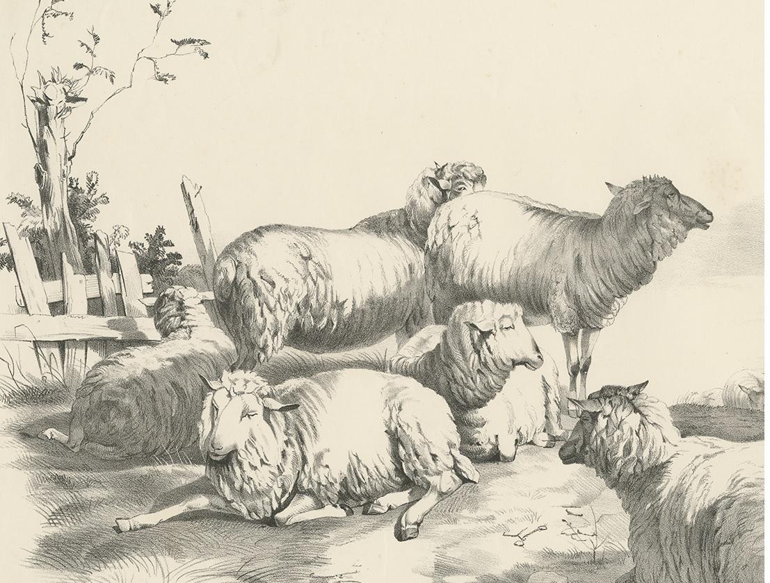 Antiker Druck von Schafen Nr. 22 von Cooper, 1839 im Zustand „Gut“ im Angebot in Langweer, NL