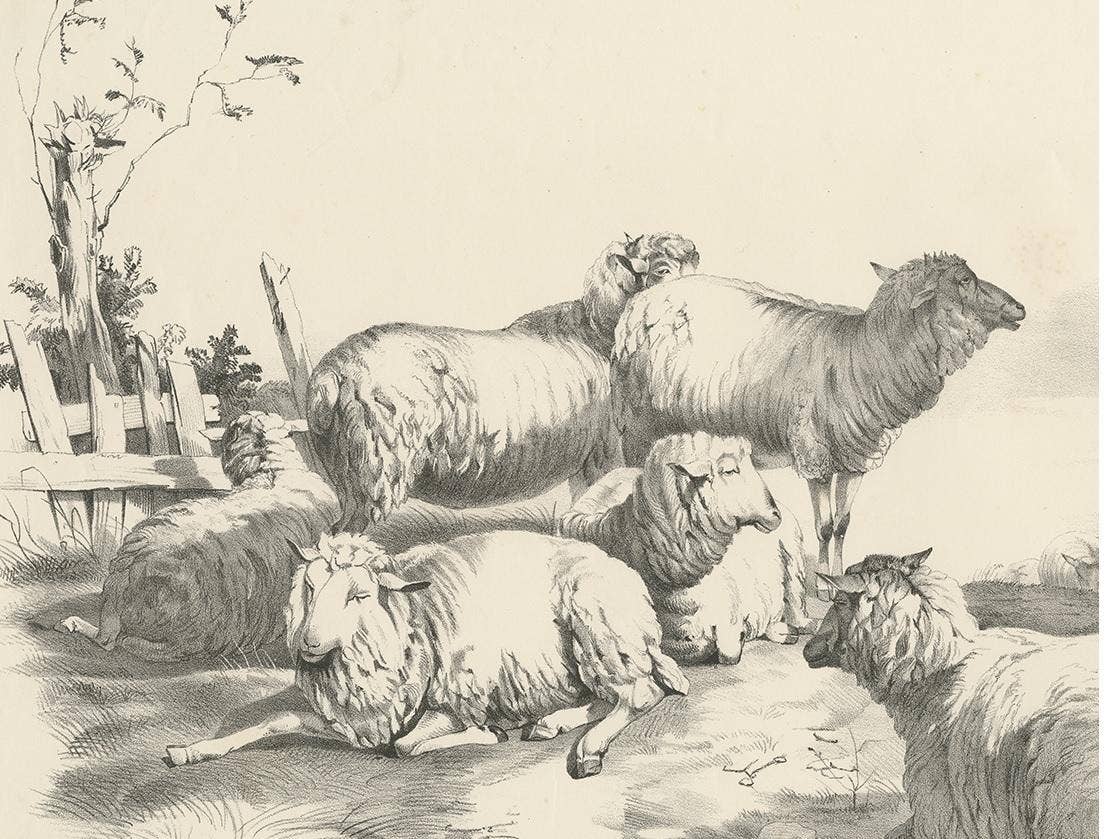No. 22 Antique Print of Sheep by Cooper, 1839