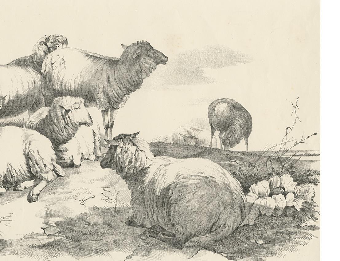 19th Century No. 22 Antique Print of Sheep by Cooper, 1839 For Sale
