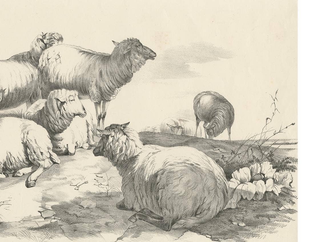 No. 22 Antique Print of Sheep by Cooper, 1839