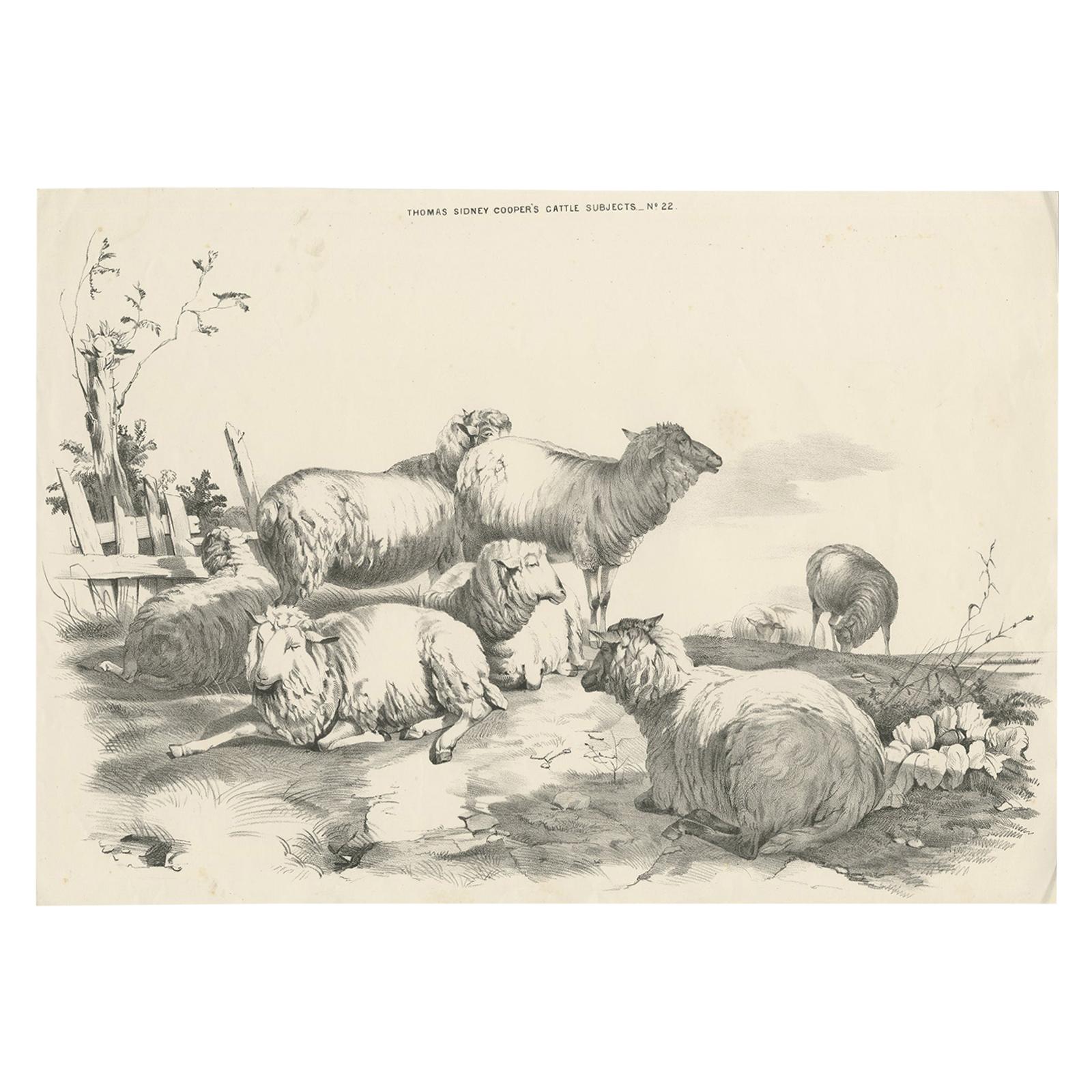 No. 22 Antique Print of Sheep by Cooper, 1839