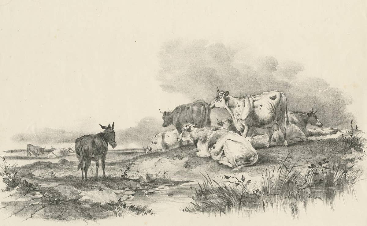 No. 29 Antique Print of Cattle and a Donkey by Cooper, 1839