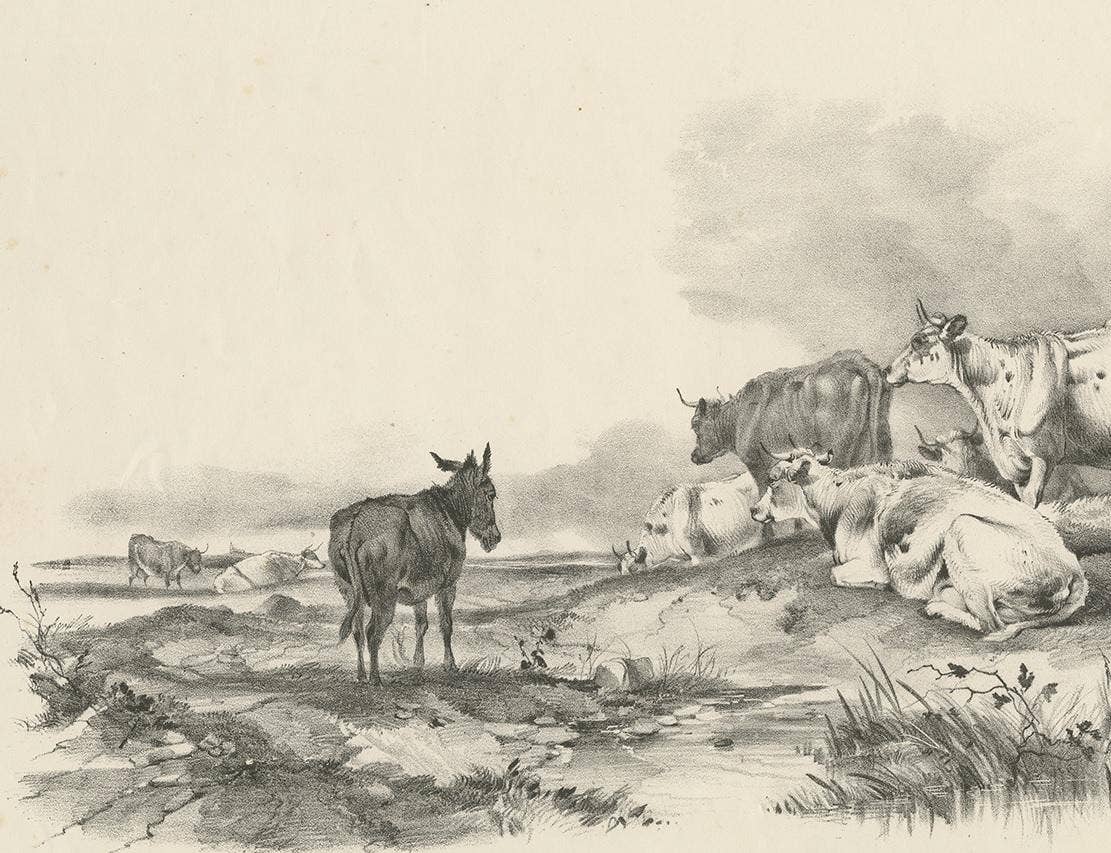 No. 29 Antique Print of Cattle and a Donkey by Cooper, 1839