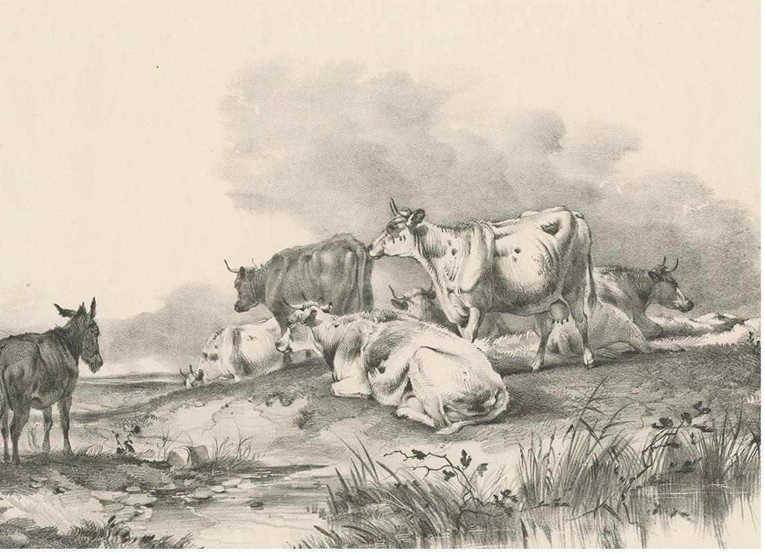 19th Century No. 29 Antique Print of Cattle and a Donkey by Cooper, 1839 For Sale