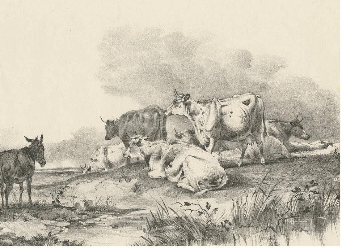 No. 29 Antique Print of Cattle and a Donkey by Cooper, 1839