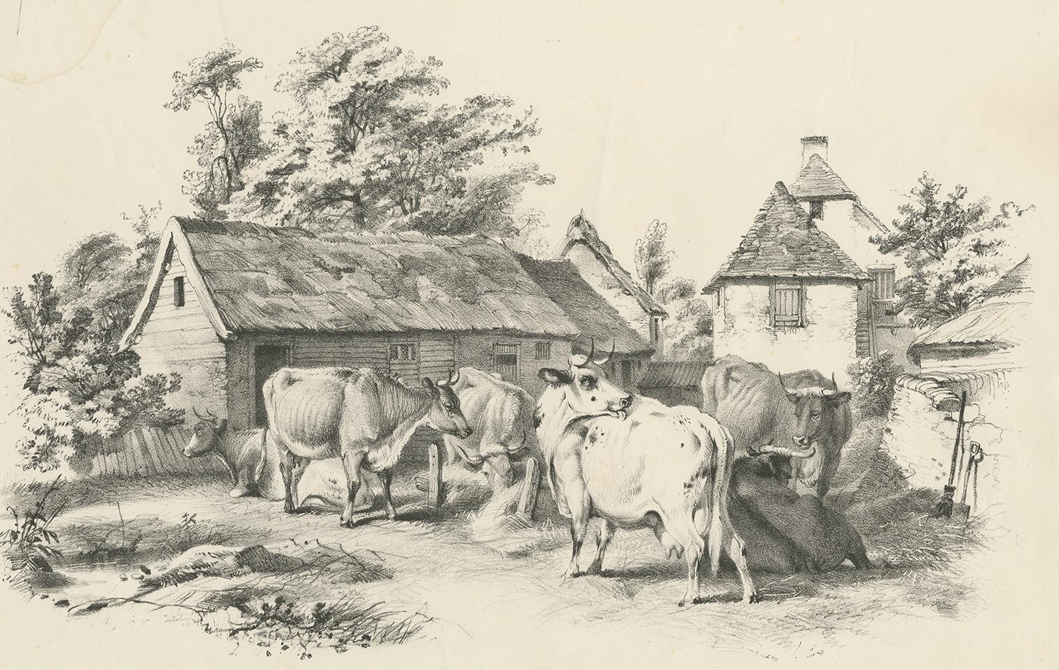 Antique print of various cows.This print originates from 'Cattle Subjects' by Thomas Sidney Cooper. He was an English landscape painter noted for his images of cattle and farm animals.