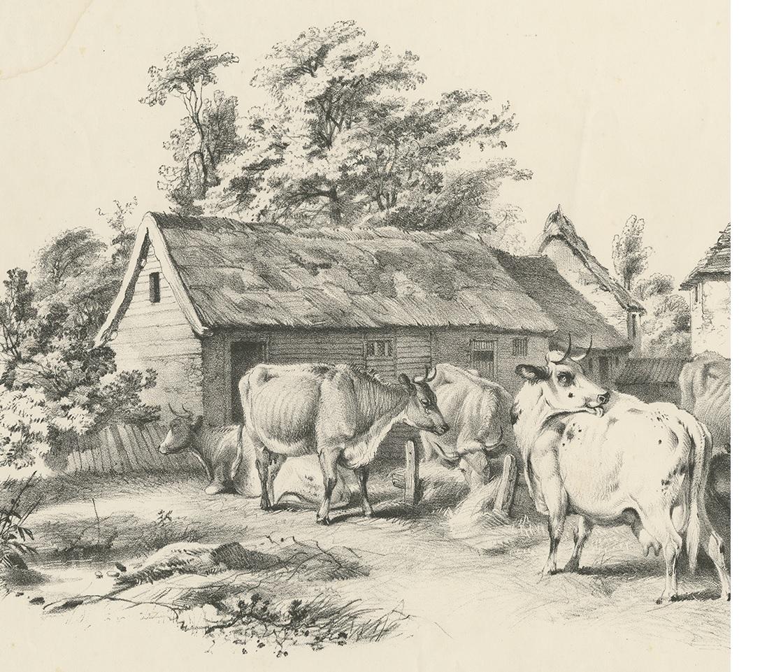 N° 7 Impression ancienne de bovins par Cooper Bon état - En vente à Langweer, NL