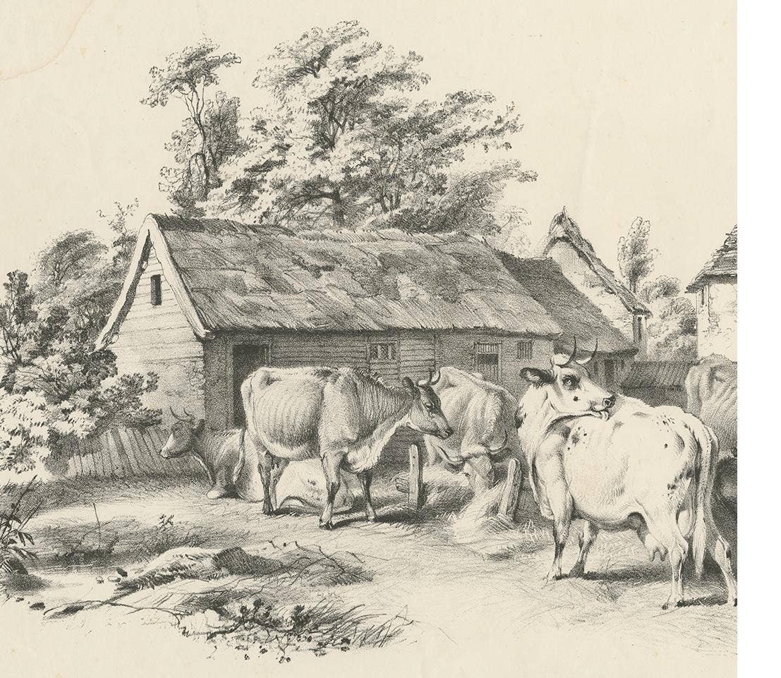 No. 7 Antique Print of Cattle by Cooper