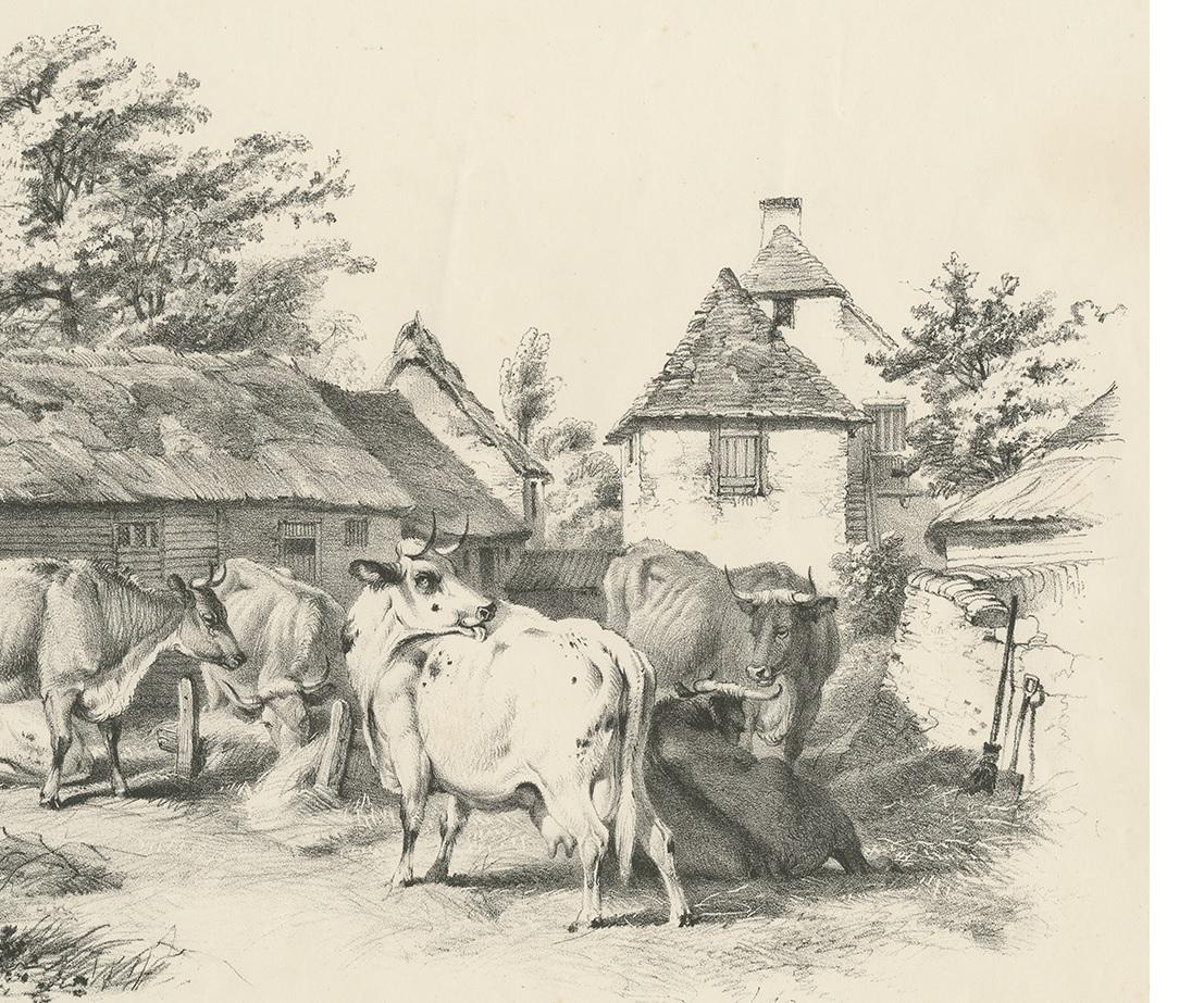 Nr. 7 Antiker Druck von Rindern von Cooper (19. Jahrhundert) im Angebot