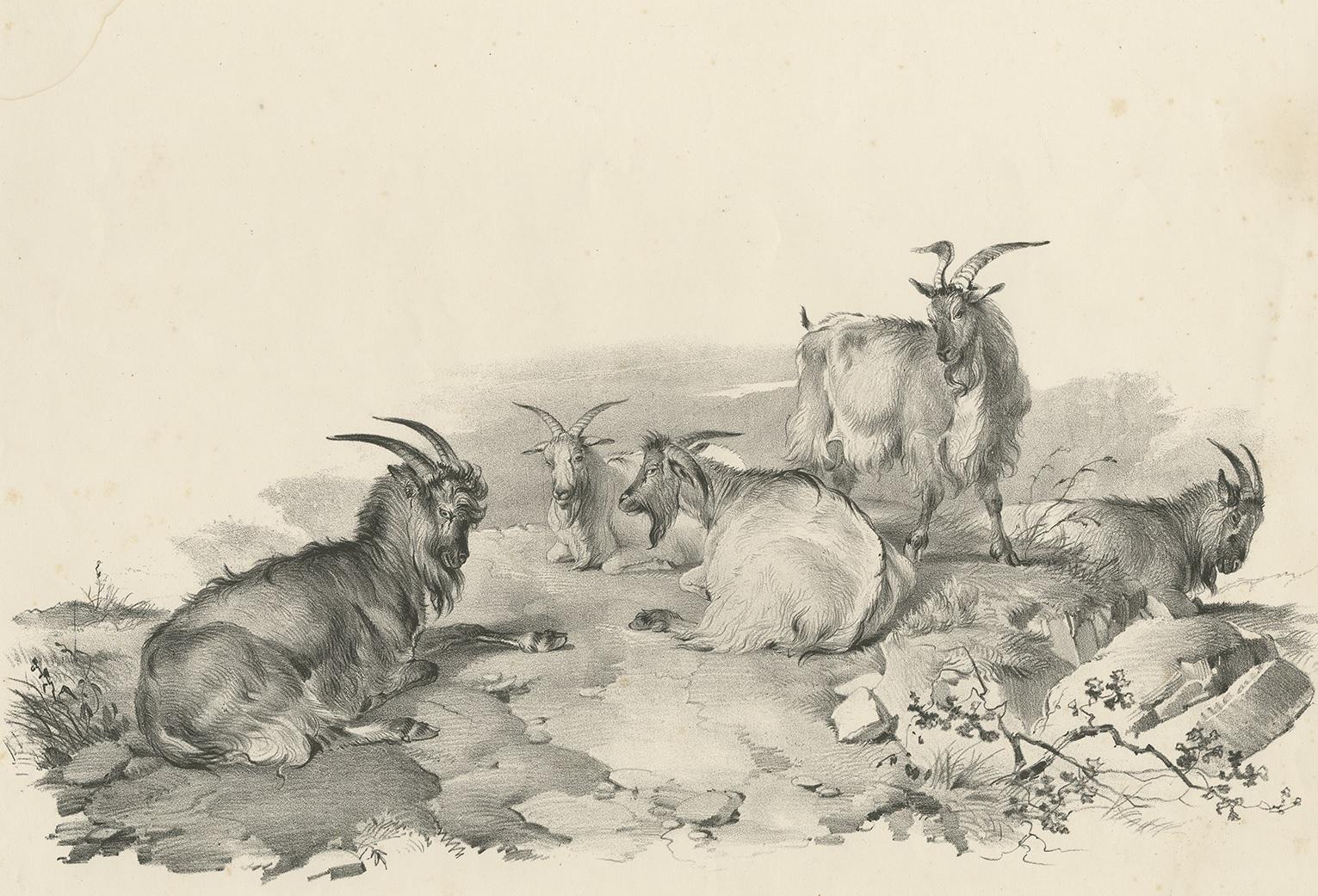 Antique print of various goats. This print originates from 'Cattle Subjects' by Thomas Sidney Cooper. He was an English landscape painter noted for his images of cattle and farm animals.