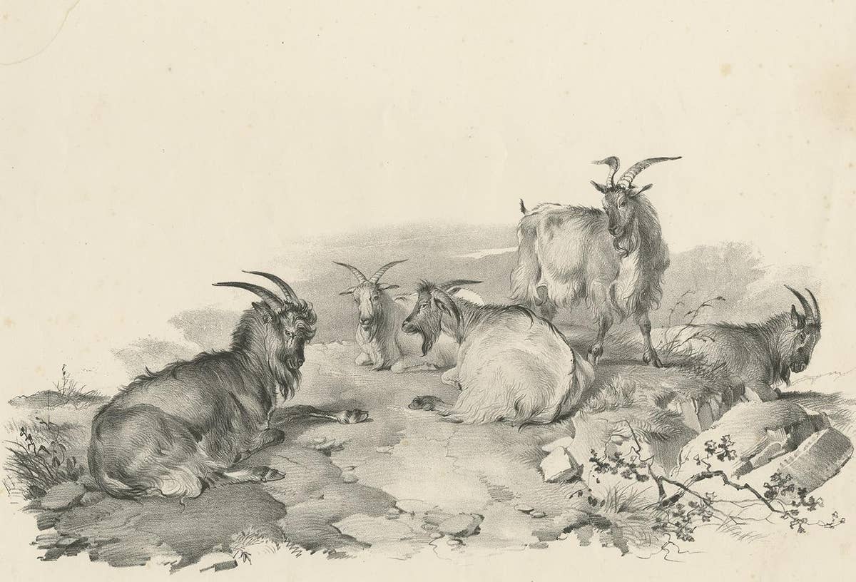No.4 Antique Print of Goats by Cooper, '1839'