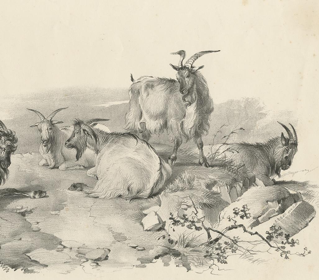 No.4 Antique Print of Goats by Cooper, '1839' In Good Condition For Sale In Langweer, NL