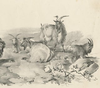 No.4 Antique Print of Goats by Cooper, '1839', view 3