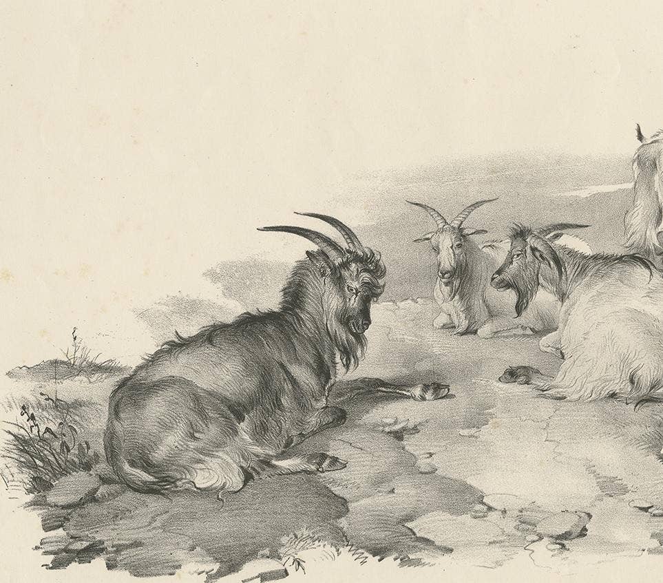 No.4 Antique Print of Goats by Cooper, '1839'