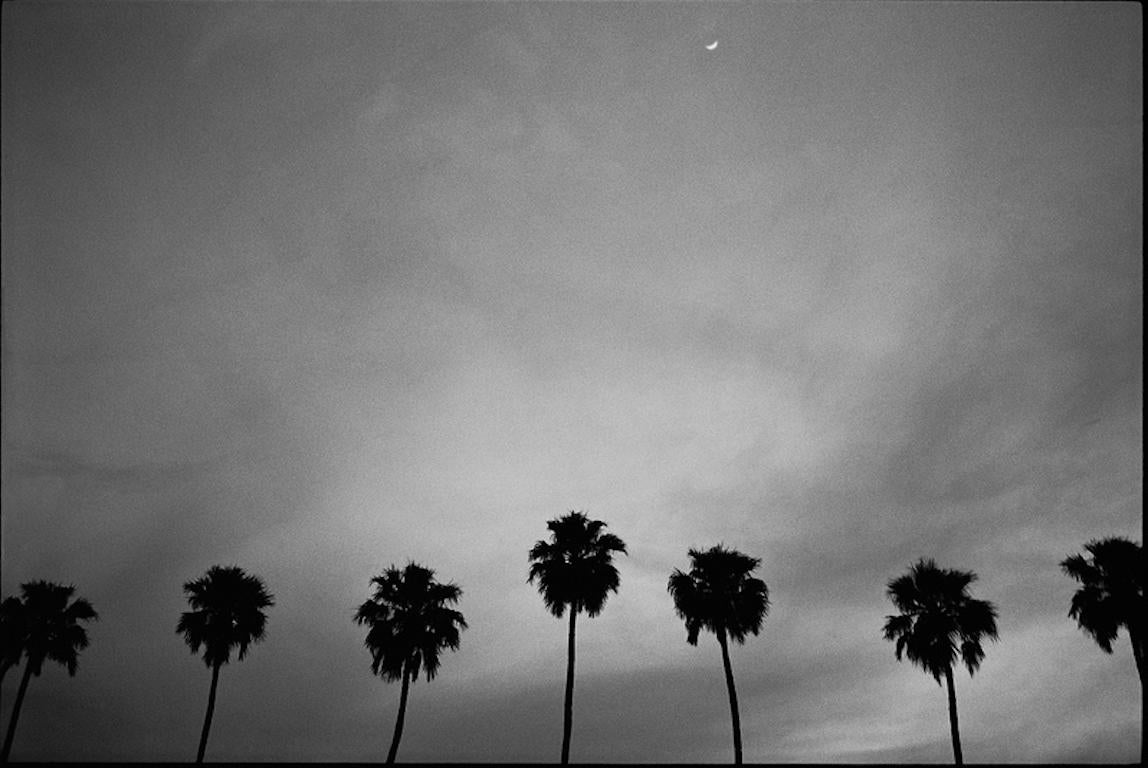 Noah Abrams Black and White Photograph - Palm Trees