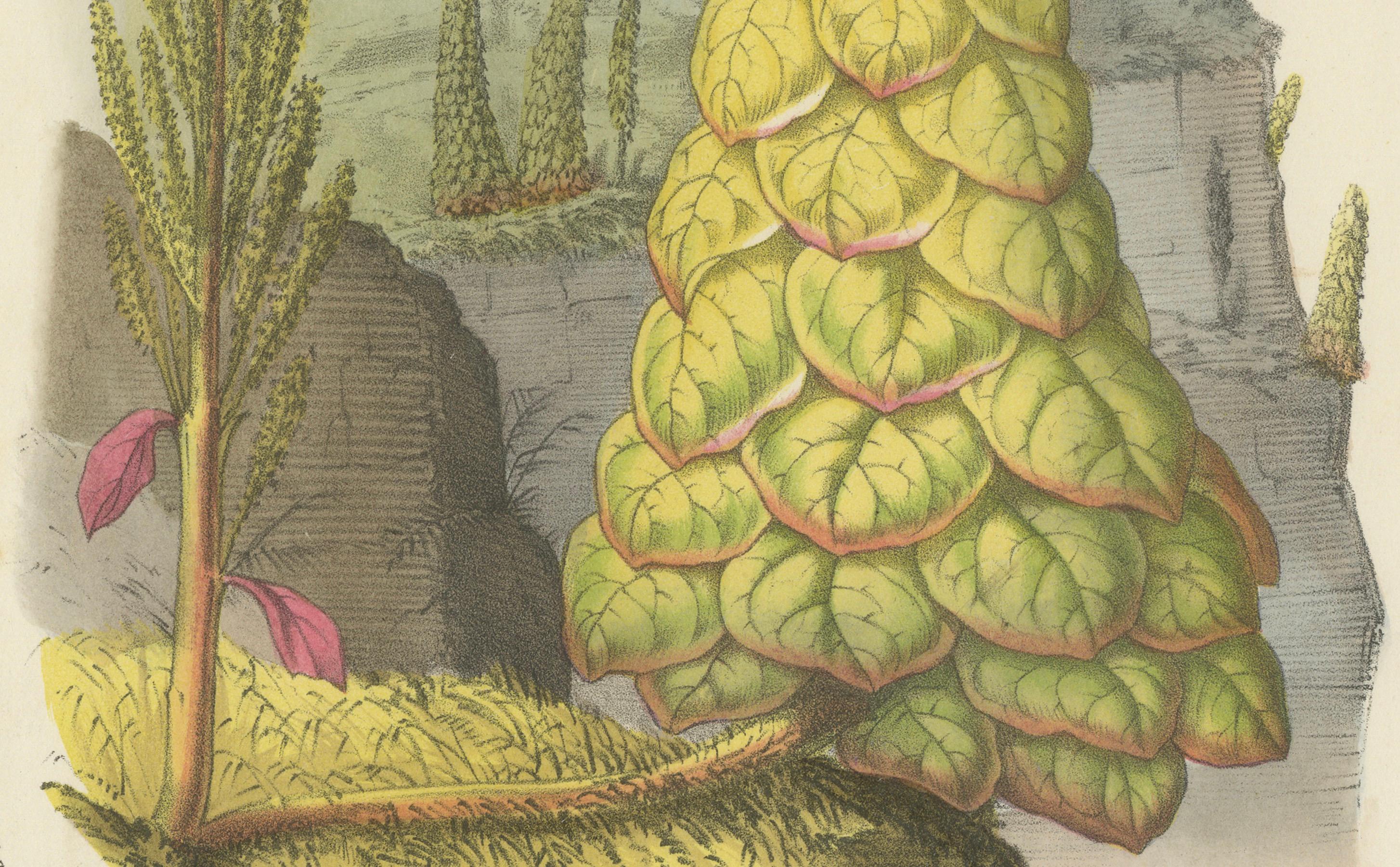 Noble Rhubarb Botanical Illustration by Louis van Houtte, 19th Century

This botanical illustration features Rheum nobile, commonly known as Noble Rhubarb, a striking plant renowned for its towering, layered appearance. 

The artwork, measuring