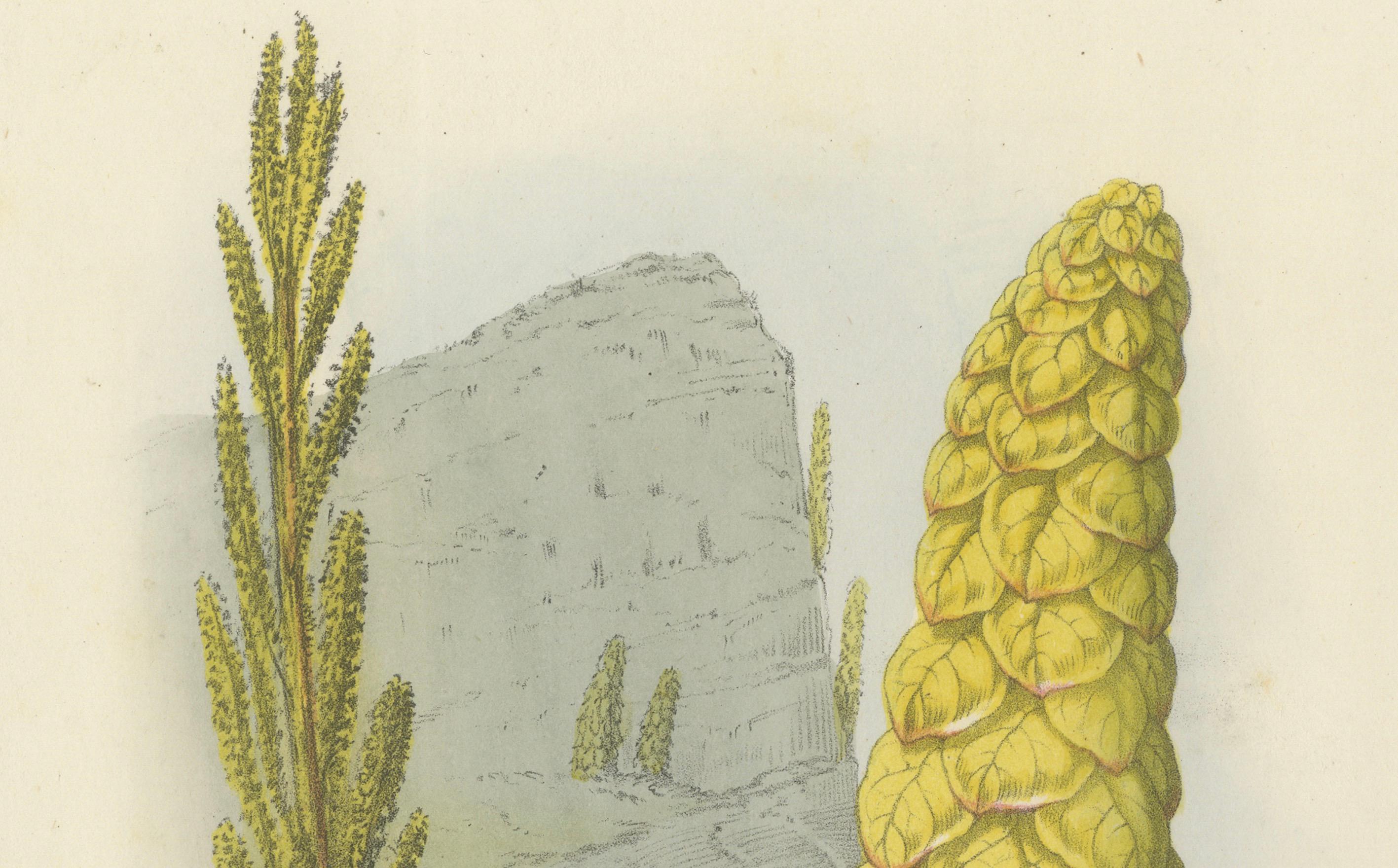 Noble Rhubarb Botanical Illustration by Louis van Houtte, 19th Century In Good Condition For Sale In Langweer, NL