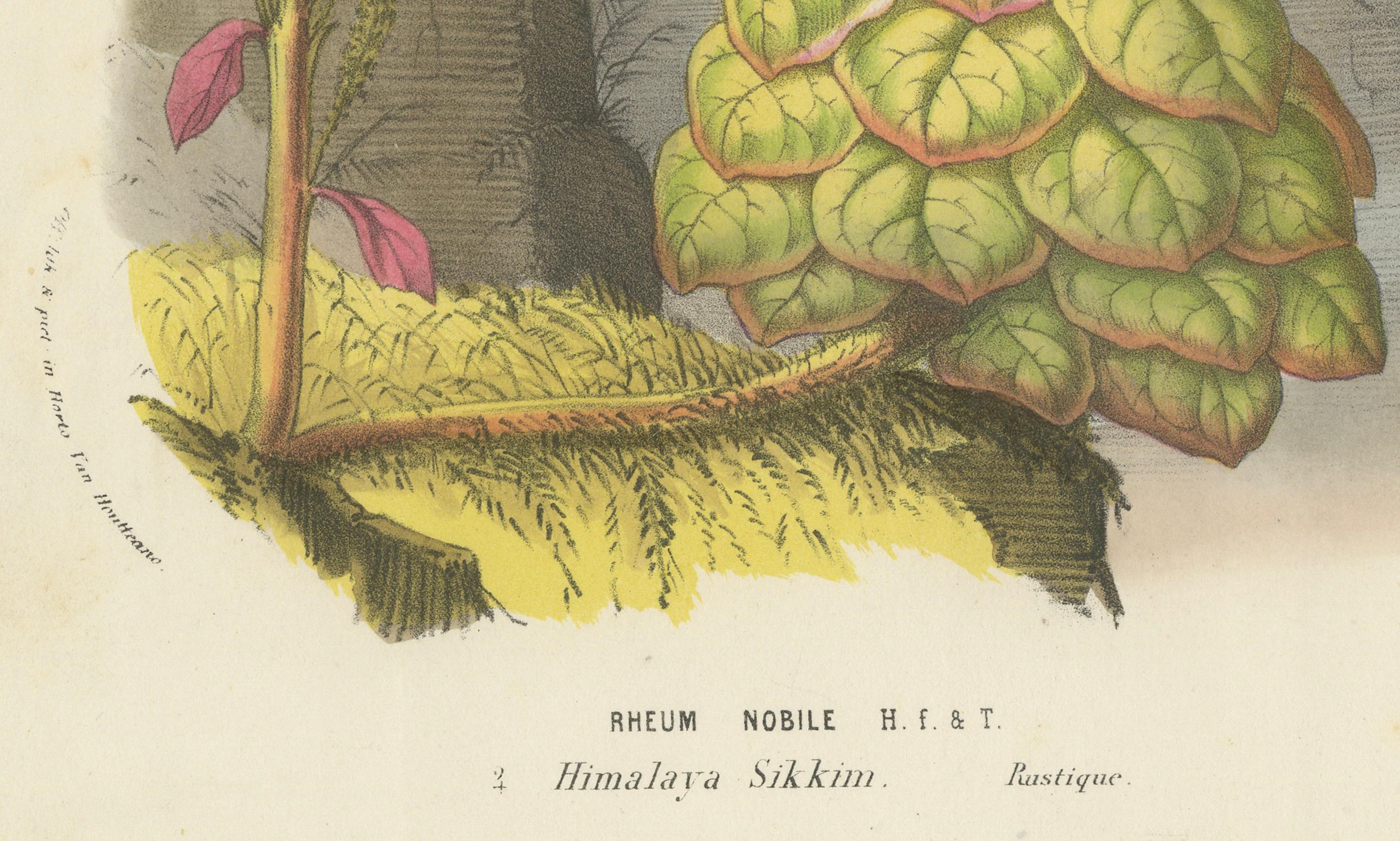 Mid-19th Century Noble Rhubarb Botanical Illustration by Louis van Houtte, 19th Century For Sale