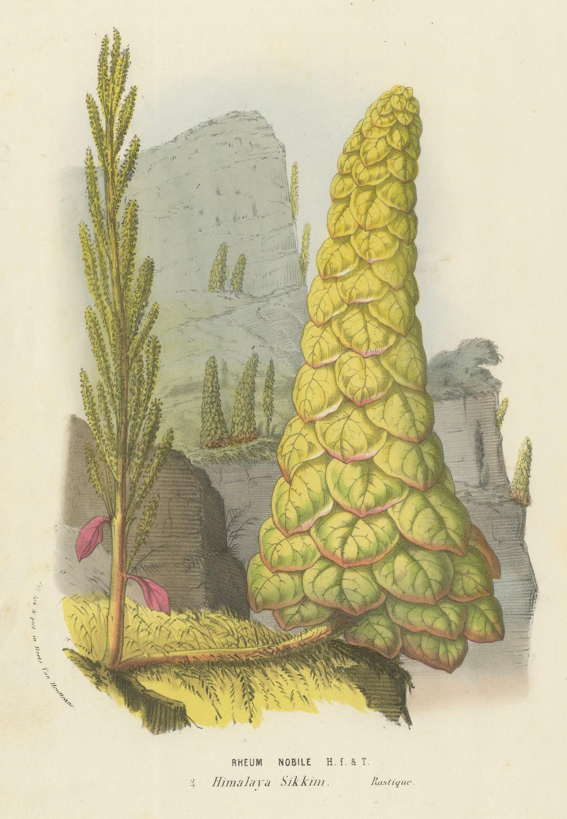 Paper Noble Rhubarb Botanical Illustration by Louis van Houtte, 19th Century For Sale