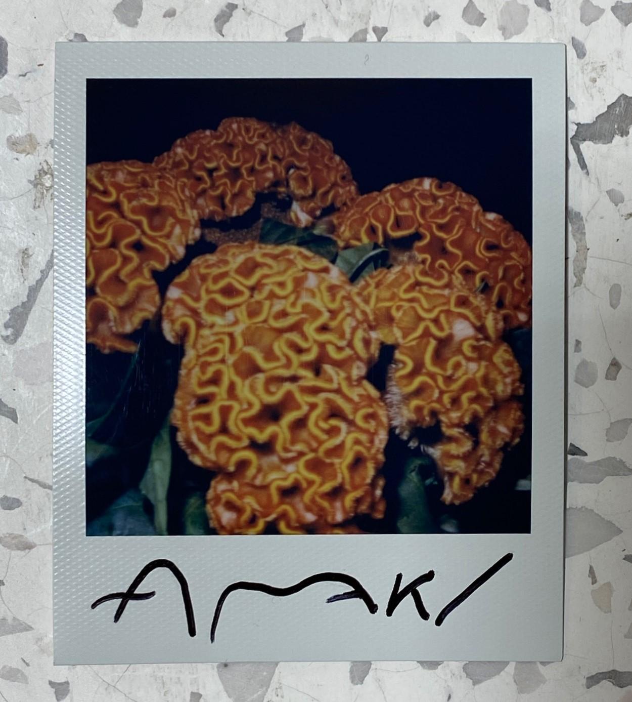 nobuyoshi araki flower polaroid