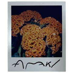 Nobuyoshi Araki - Double tirage original de photographies à fleurs en polaroïd, signé