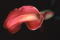 Flower Rondeau #021 – Nobuyoshi Araki, Japanese Photography, Flowers, Nature