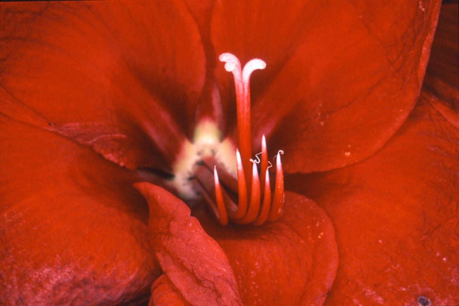nobuyoshi araki flower polaroid