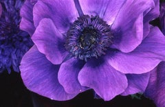Flower Rondeau #037 – Nobuyoshi Araki, Japanese Photography, Flowers, Nature