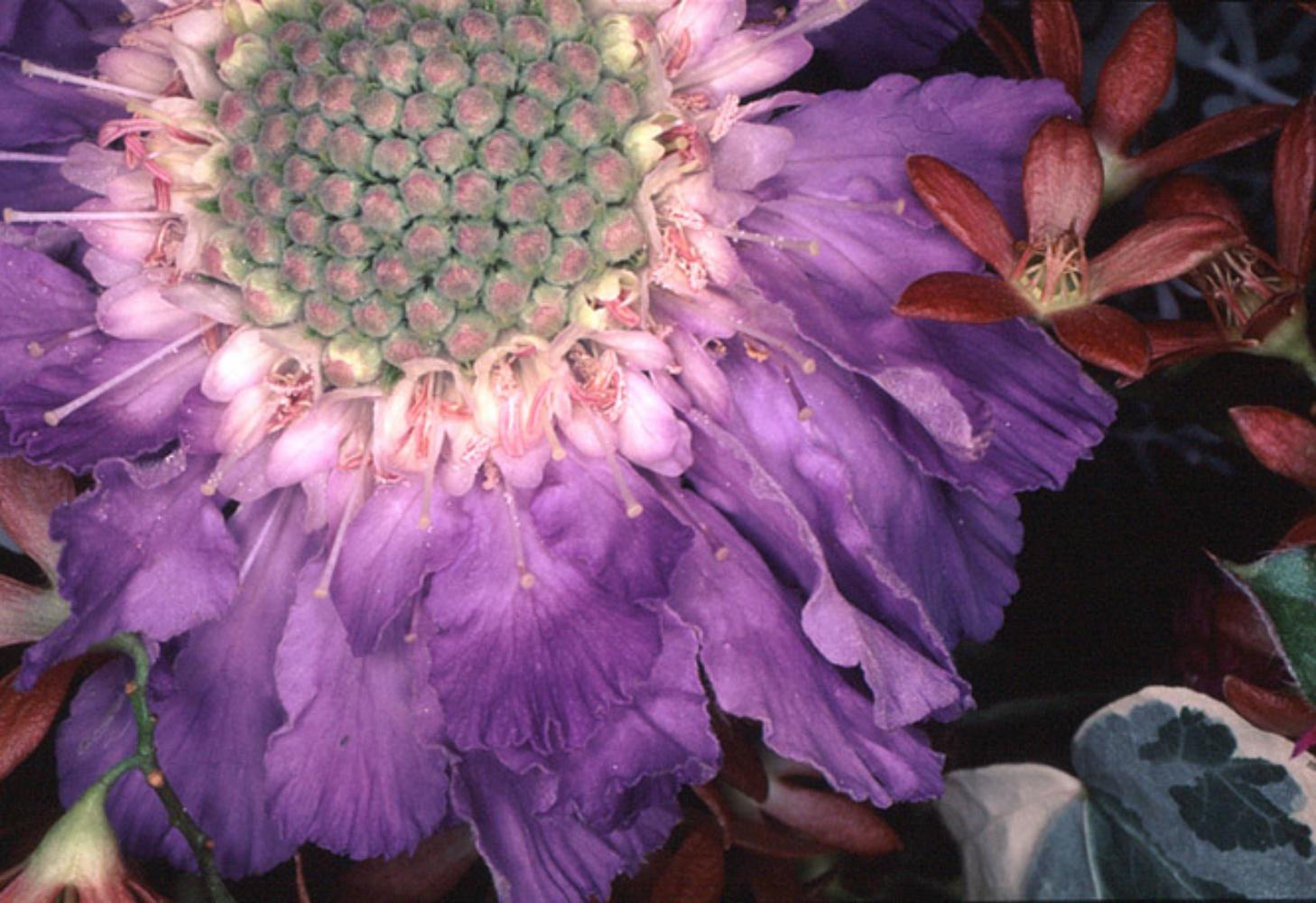 nobuyoshi araki flowers