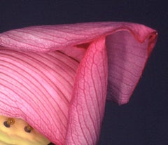 Flower Rondeau #087 – Nobuyoshi Araki, Japanese Photography, Flowers, Nature