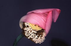 Vintage Flower Rondeau #087 – Nobuyoshi Araki, Japanese Photography, Flowers, Nature