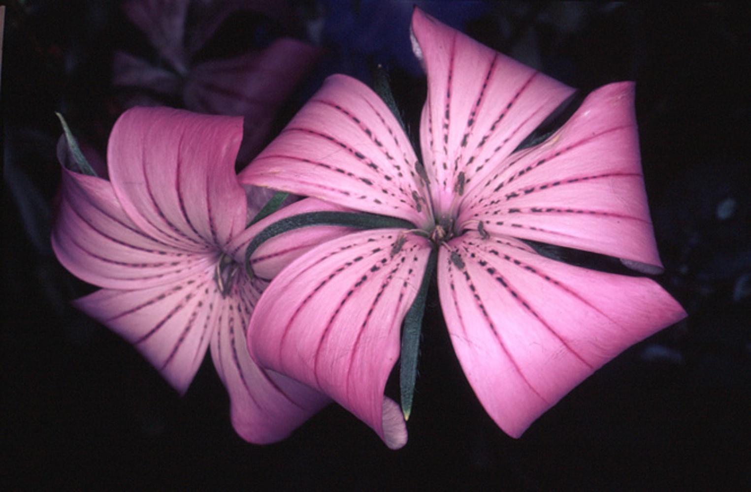 Nobuyoshi ARAKI (*1940, Japan)
Blumen-Rondeau #089, 1997
RP Direktdruck
Blatt 50,8 x 60 cm (20 x 23 5/8 in.)
Nur drucken

- Nobuyoshi Araki
Nobuyoshi Araki (Tokio, 1940) ist ein in Tokio lebender Fotograf. Araki schloss sein Studium an der Fakultät