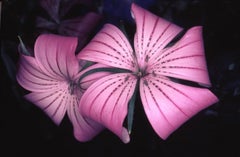 Flower Rondeau #089 – Nobuyoshi Araki, Japanese Photography, Flowers, Nature