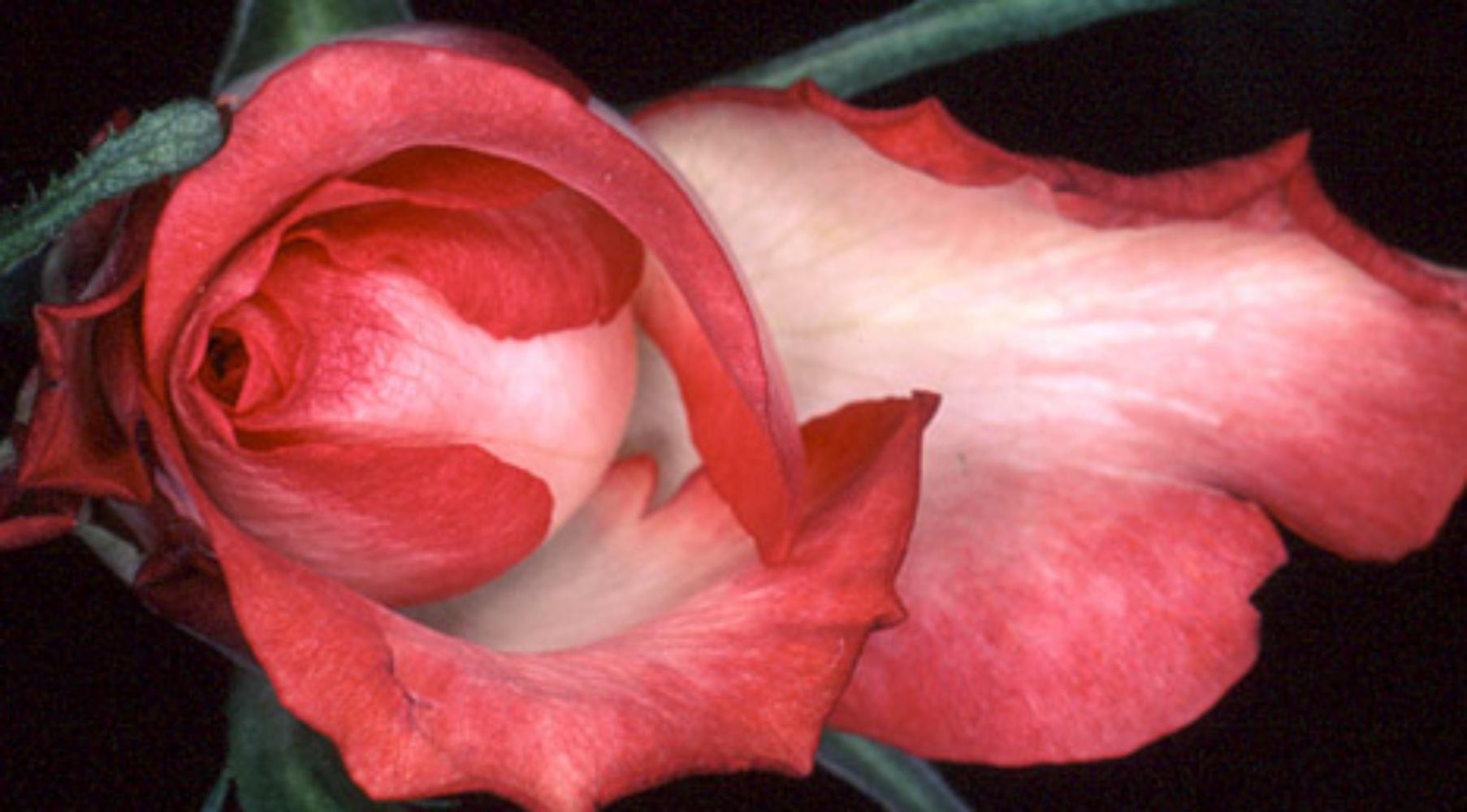 Rondeau de fleurs n°091 Nobuyoshi Araki, photographie japonaise, fleurs, nature en vente 1