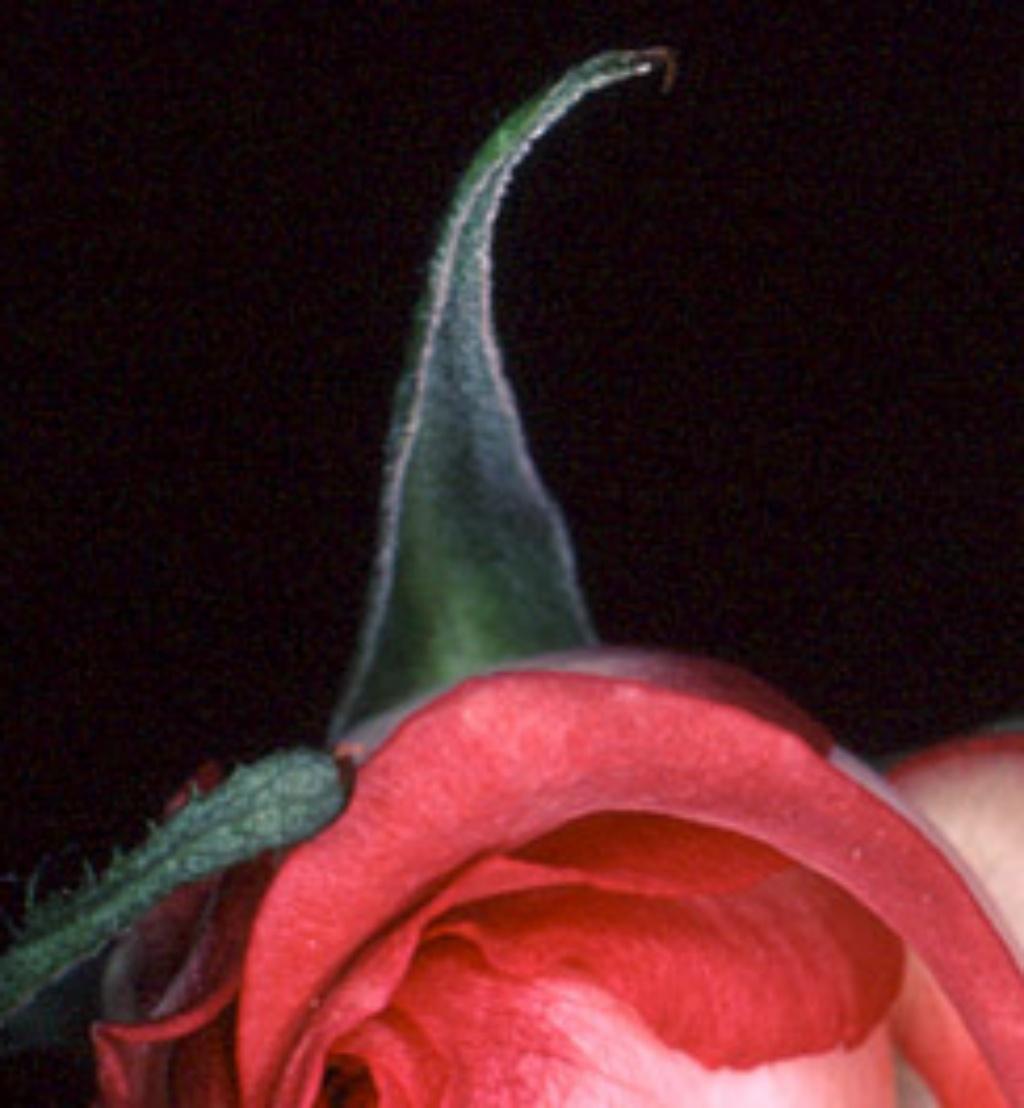 Rondeau de fleurs n°091 Nobuyoshi Araki, photographie japonaise, fleurs, nature en vente 2