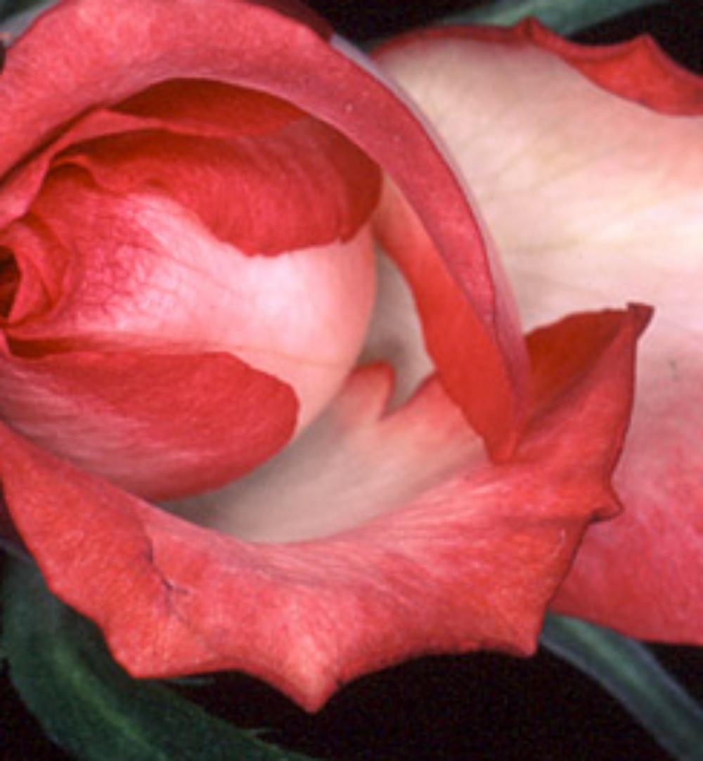 Rondeau de fleurs n°091 Nobuyoshi Araki, photographie japonaise, fleurs, nature en vente 3
