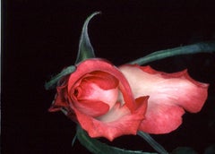 Flower Rondeau #091 – Nobuyoshi Araki, Japanese Photography, Flowers, Nature