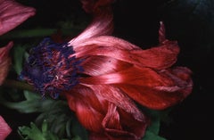 Retro Flower Rondeau #092 – Nobuyoshi Araki, Japanese Photography, Flowers, Nature